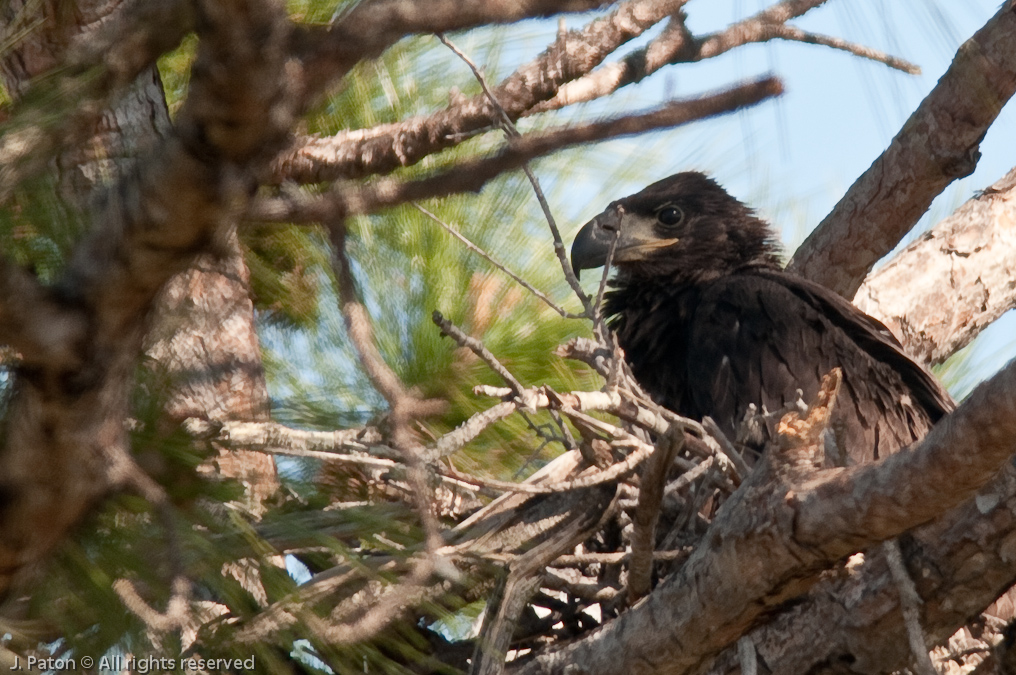Eagle Chick   Prairie Lakes Road, Three Lakes Wildlife Management Area, Florida