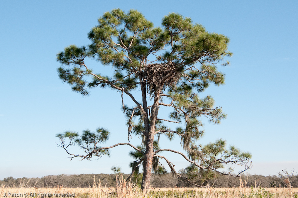 Eagles Nest of Prairie Lakes Road   Prairie Lakes Road, Three Lakes Wildlife Management Area, Florida