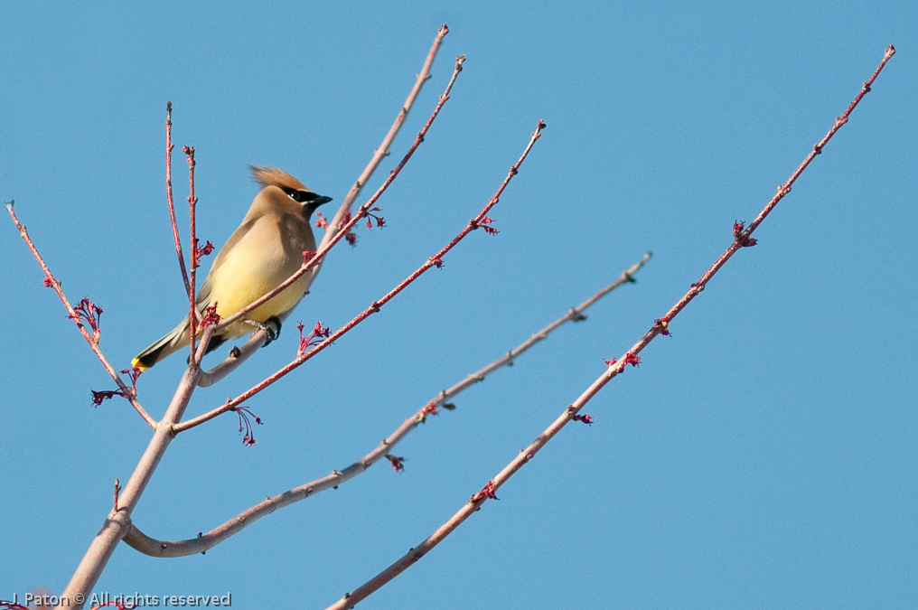 Cedar Wxwing   Melbourne, Florida