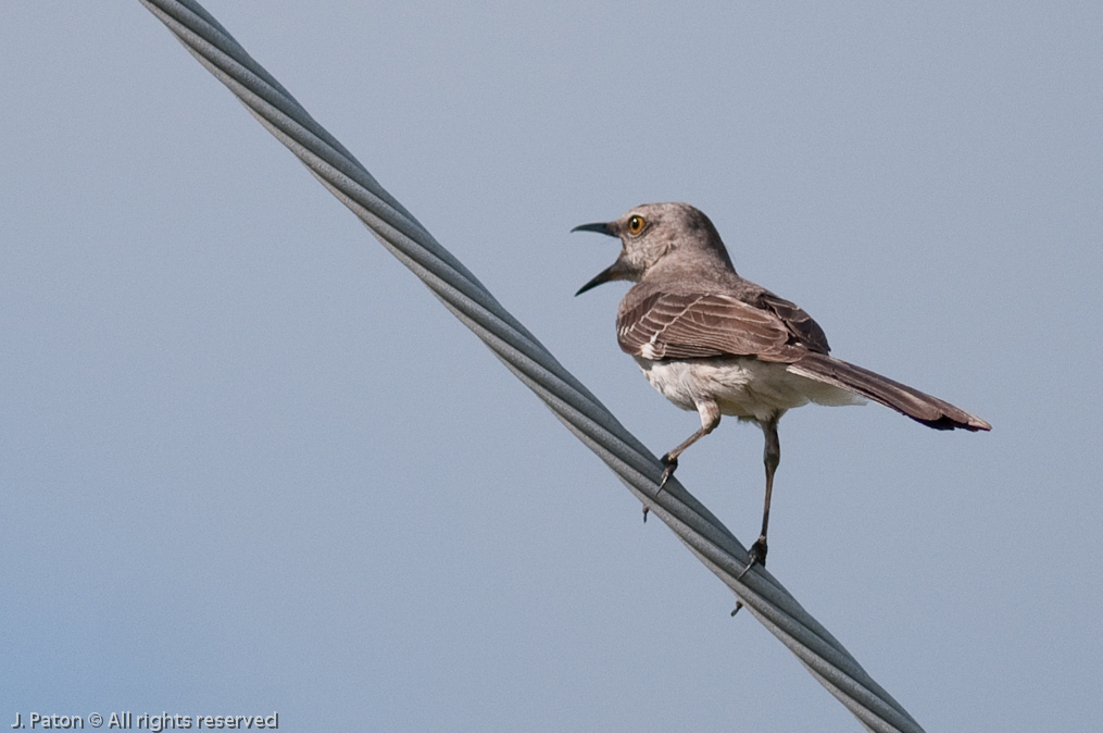 Making a lot of noise about something   Melbourne, Florida