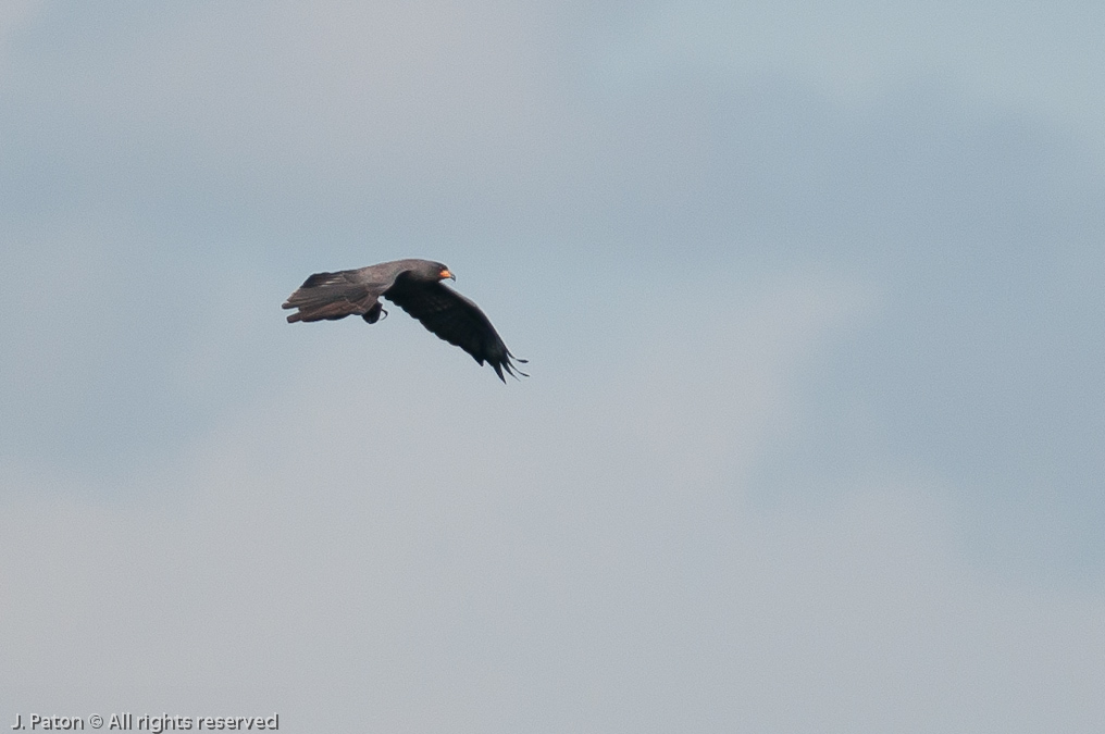 Northern Harrier?   Lake Jackson, Florida