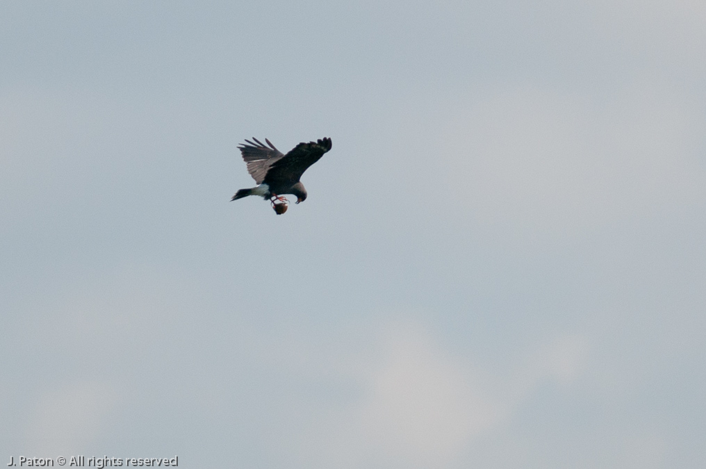 Northern Harrier?   Lake Jackson, Florida