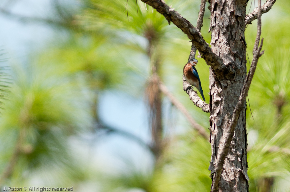    Three Rivers Wildlife Management Area, Florida
