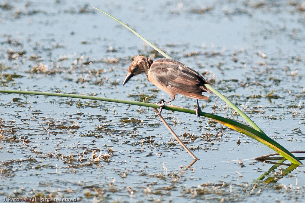 Juvenile Green Heron?   Viera Wetlands, Florida