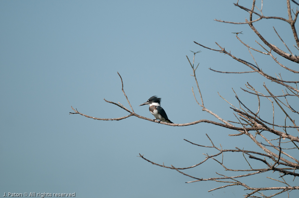    Viera Wetlands, Florida