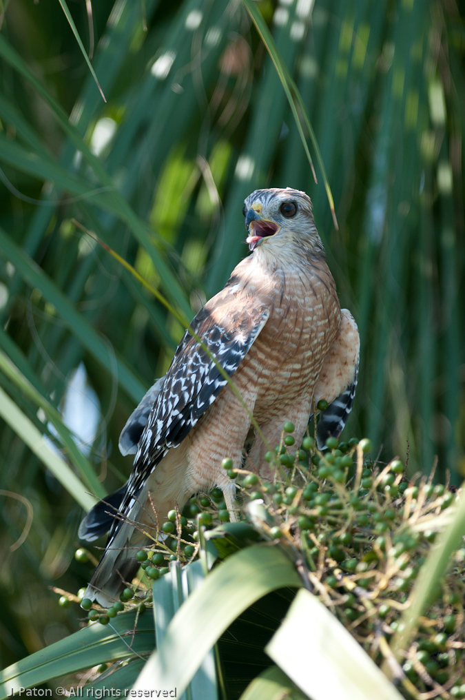 Red-shouldered Hawk   Viera Wetlands, Florida