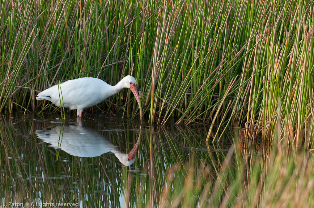 Ibis Reflection   Viera Wetlands, Florida
