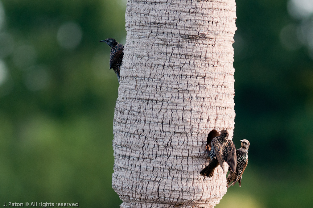 European Starlings   Viera Wetlands, Florida