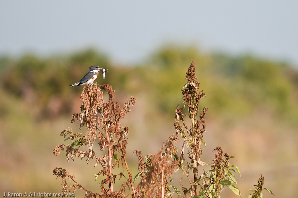 Belted Kingfisher with Catch   Shiloh Marsh Road, Merritt Island National Wildlife Refuge, Florida