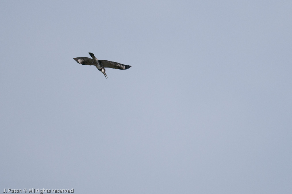 Belted Kingfisher in Flight   Shiloh Marsh Road, Merritt Island National Wildlife Refuge, Florida