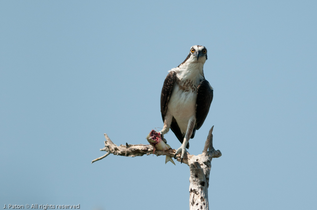Osprey with Catch   Biolab Road, Merritt Island National Wildlife Refuge, Florida