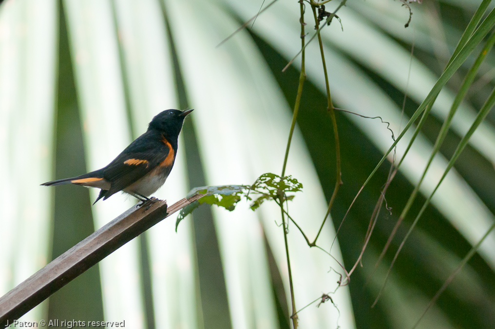    Oak Hammock Trail, Merritt Island National Wildlife Refuge, Florida