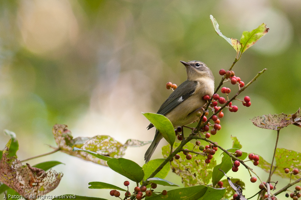    Oak Hammock Trail, Merritt Island National Wildlife Refuge, Florida