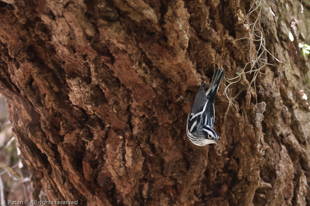    Oak Hammock Trail, Merritt Island National Wildlife Refuge, Florida