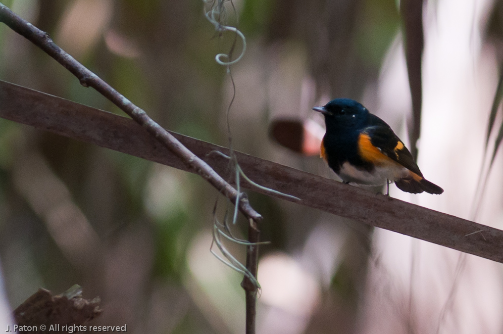    Oak Hammock Trail, Merritt Island National Wildlife Refuge, Florida