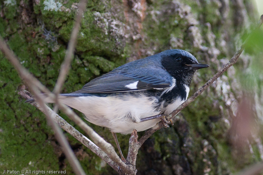    Oak Hammock Trail, Merritt Island National Wildlife Refuge, Florida