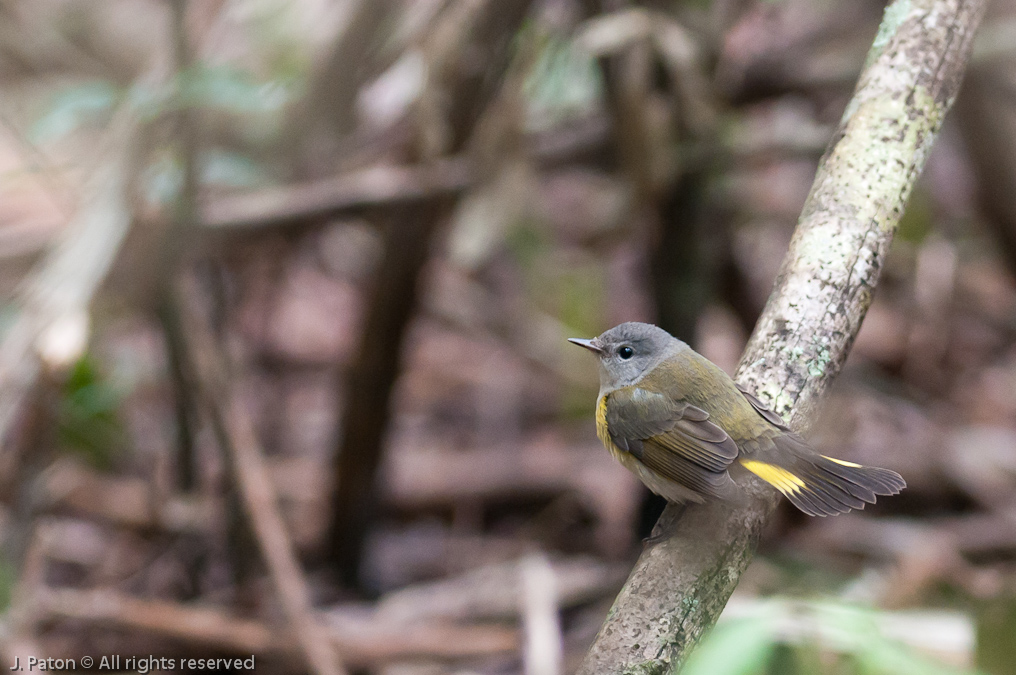    Palm Hammock Trail, Merritt Island National Wildlife Refuge, Florida