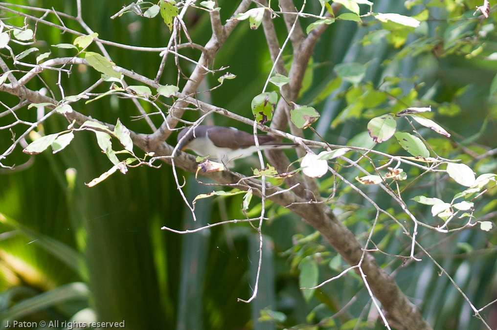    Palm Hammock Trail, Merritt Island National Wildlife Refuge, Florida