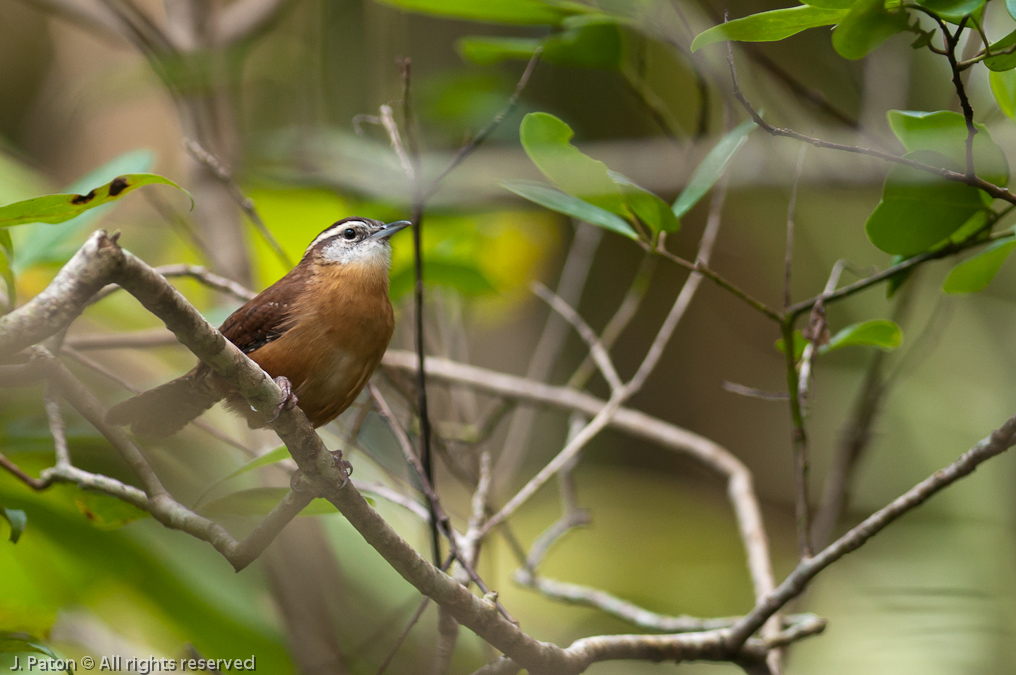   Palm Hammock Trail, Merritt Island National Wildlife Refuge, Florida