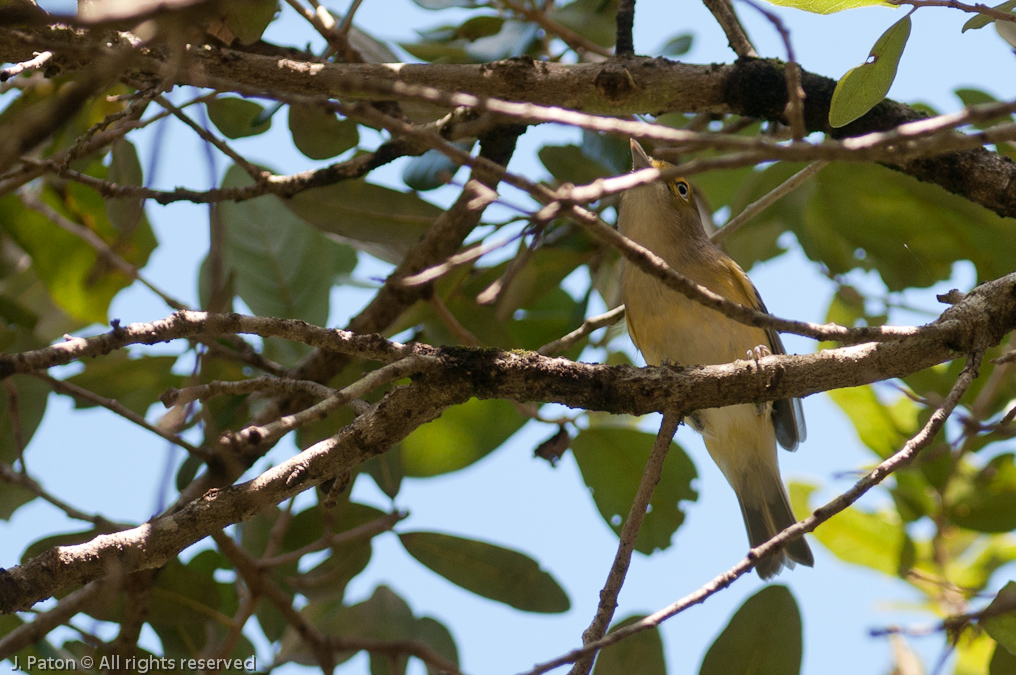    Palm Hammock Trail, Merritt Island National Wildlife Refuge, Florida