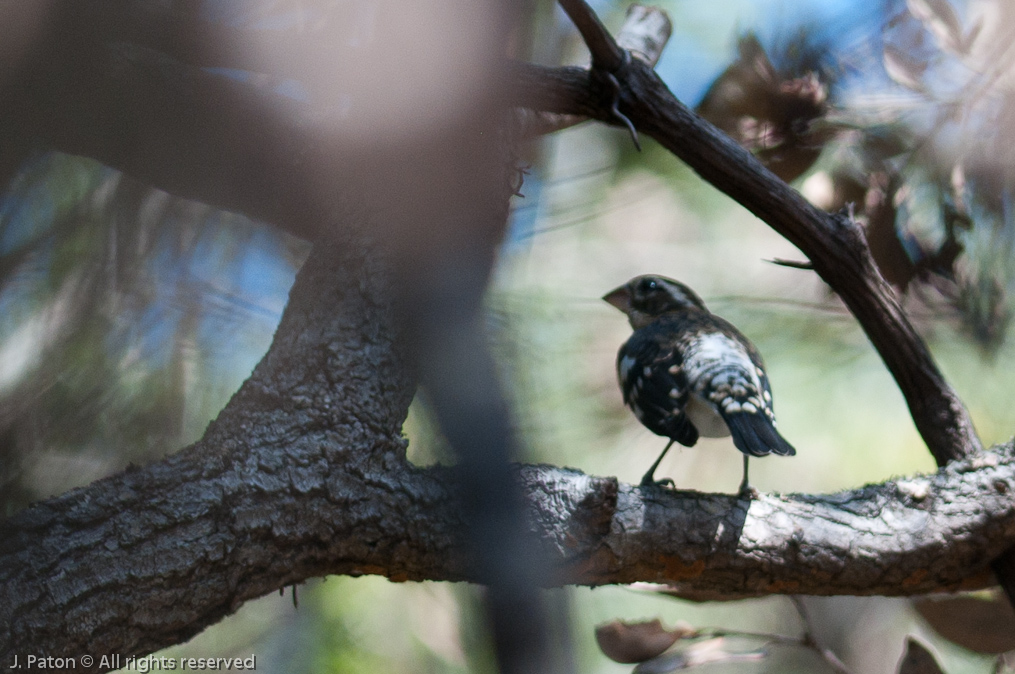    Palm Hammock Trail, Merritt Island National Wildlife Refuge, Florida