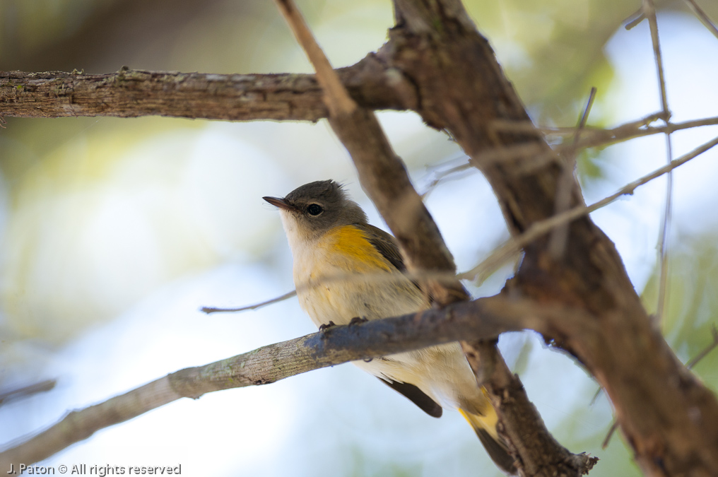    Palm Hammock Trail, Merritt Island National Wildlife Refuge, Florida