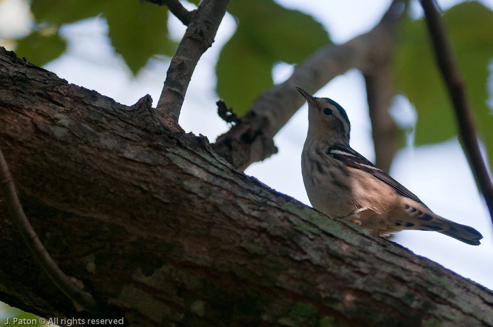    Turkey Creek Sancturary, Palm Bay, Florida