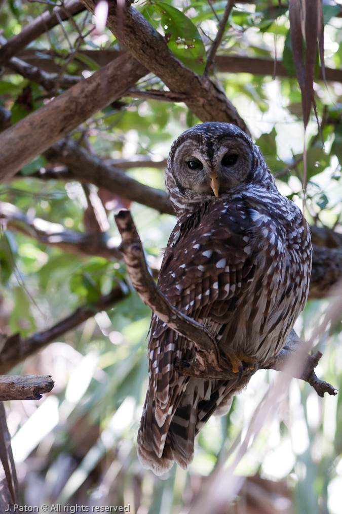    Captain Forster Hammock Preserve, Indian River County, Florida