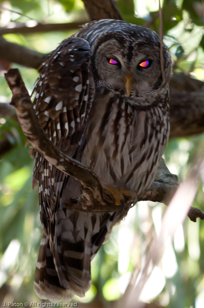    Captain Forster Hammock Preserve, Indian River County, Florida